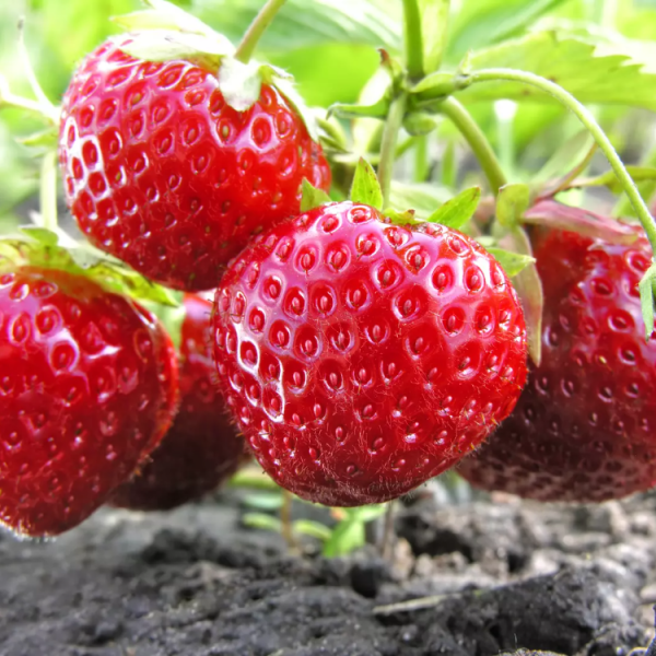 Growing Strawberries in Queensland